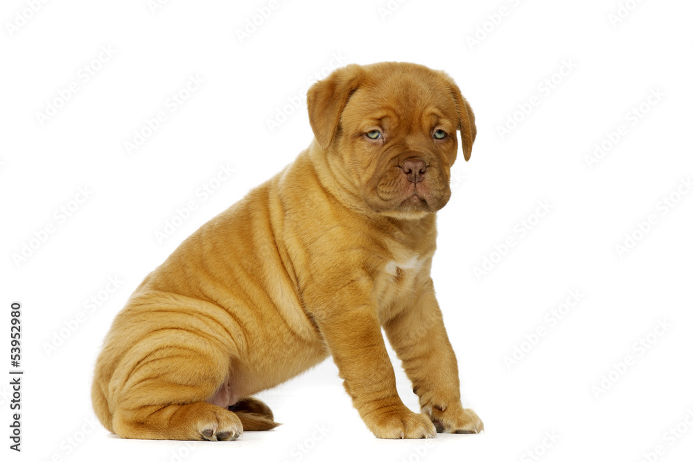 Dogue De Boudeux Puppy Isolated on a white background