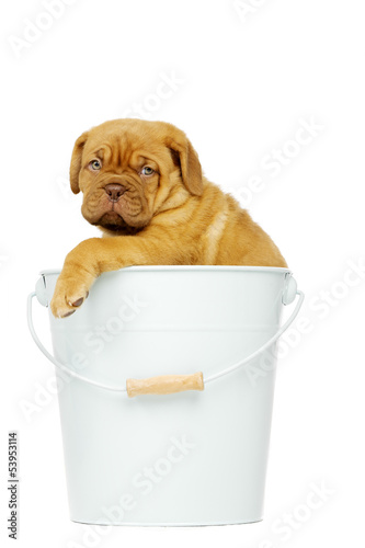 Dogue De Boudeux Puppy in a bucket © Paul Cotney