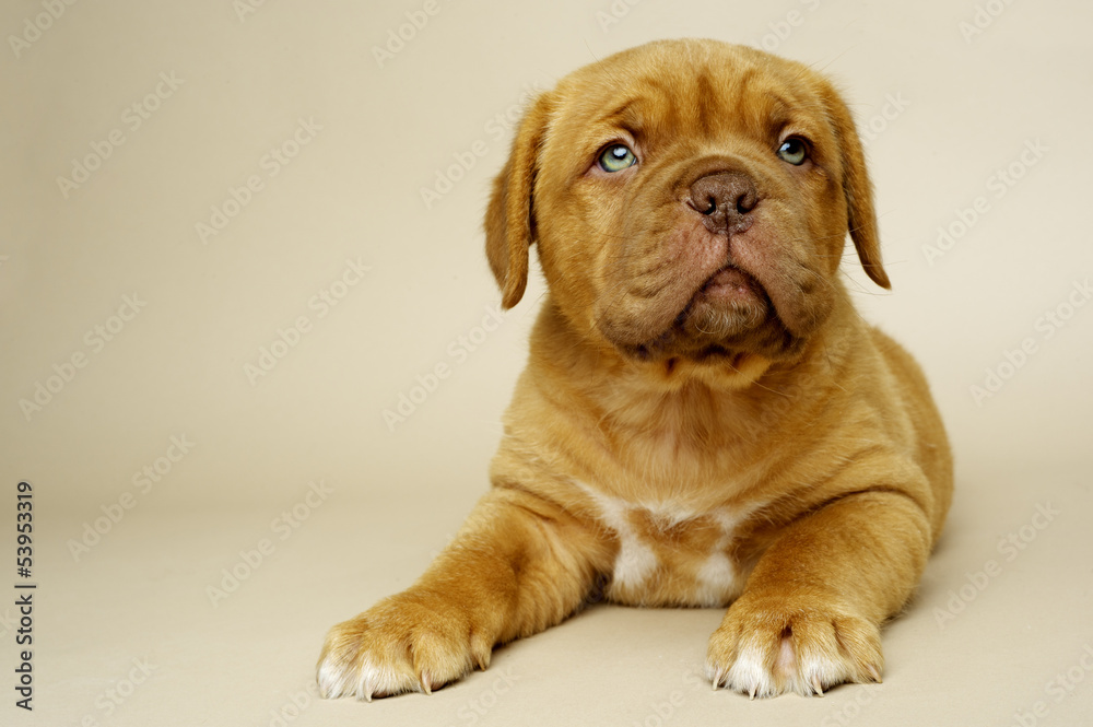 Dogue De Boudeux Puppy laid on a cream background Dogue De Boudeux Puppy laid on a cream background
