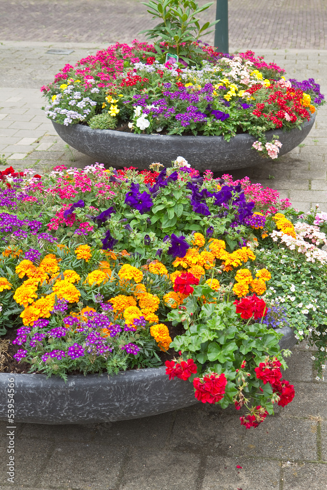 Naklejka premium Decoration of summer flowers in city street