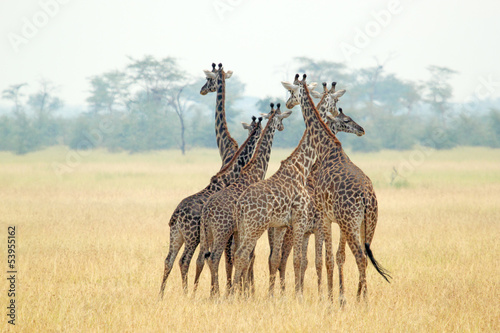 Fototapeta Naklejka Na Ścianę i Meble -  Herd of giraffes