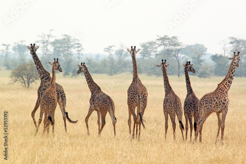 Canvas Print Herd of giraffes