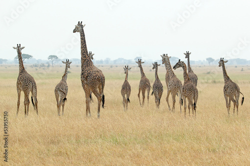 Herd of giraffes