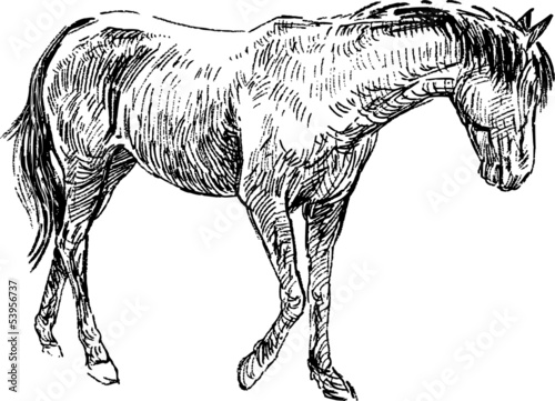 sketch of horse
