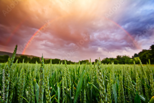Regenbogen   ber Getreidefeld