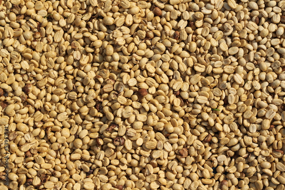 Coffee bean Coffee bean