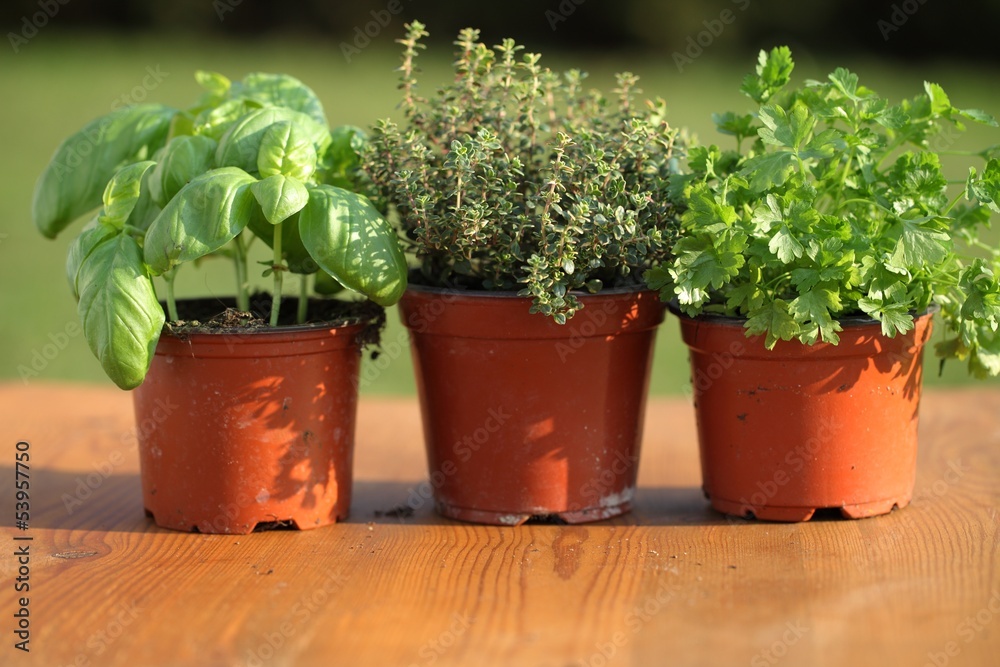 Basil, thyme and parsley in flower pots Basil, thyme and parsley in flower pots