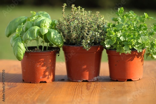 Basil, thyme and parsley in flower pots
