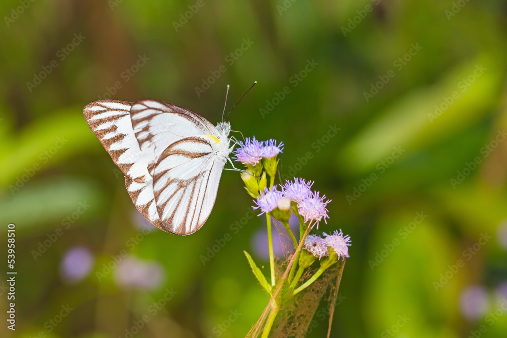 Fototapeta premium Striped Albatross butterfly