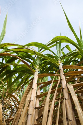 The sugar cane farm in Thailand