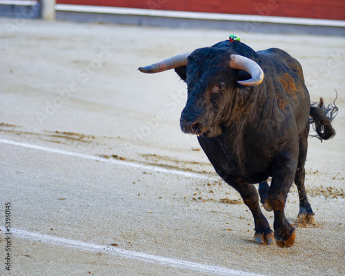 Bullfighting. Spanish Fiesta photo