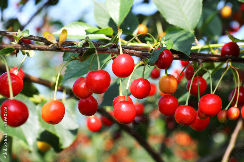 Cherries Cherries