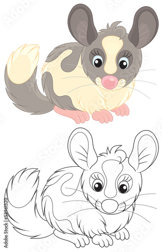 Chinchilla