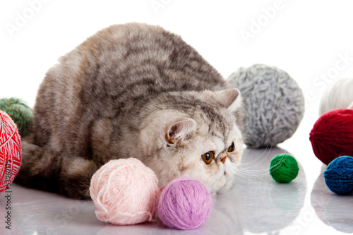 persian exotic cat isolated with balls of different colours
