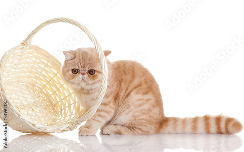 persian exotic cat isolated with shopping basket