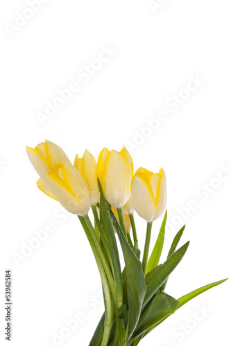 tulips isolated on white background. colors