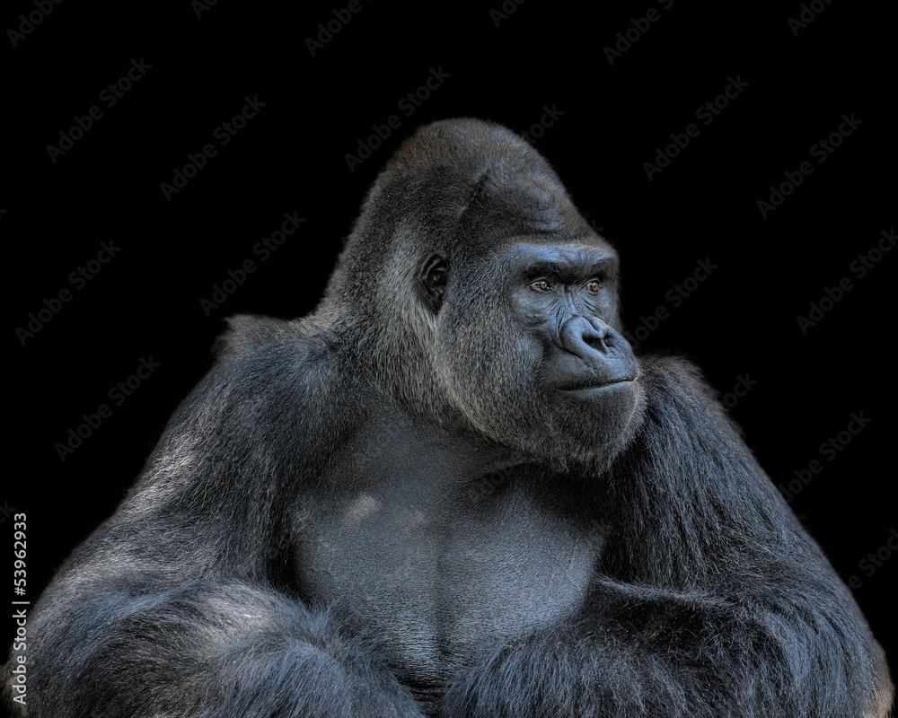 Naklejka premium Contemplative Gorilla