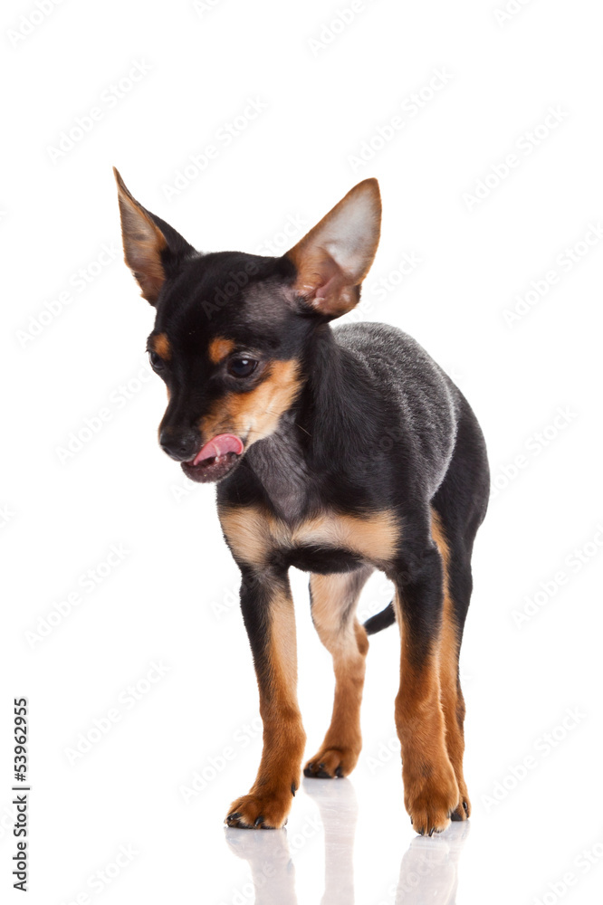 chihuahua isolated on white background. dog chihuahua isolated on white background. dog