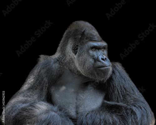 Contemplative Gorilla © dfikar