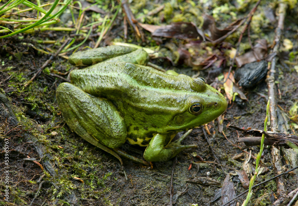 Fototapeta premium Frog on the algae in the pond