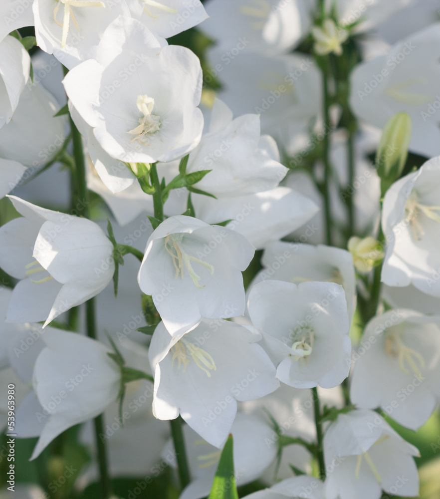 Fototapeta premium White bellflowers