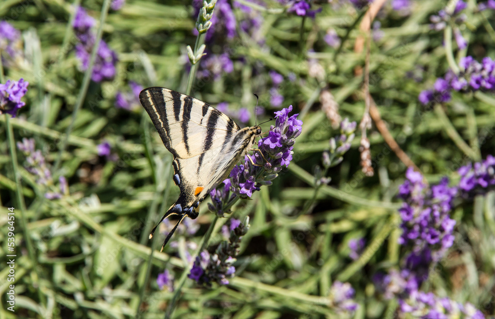 Farfalla Iphiclides podalirius su fiori di lavanda Farfalla Iphiclides podalirius su fiori di lavanda
