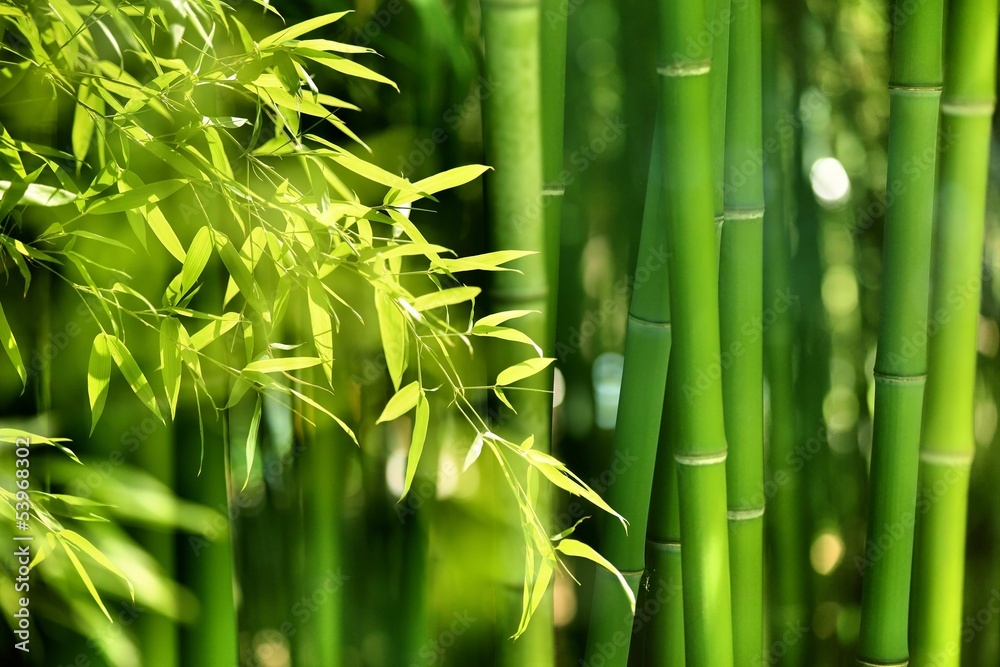 Obraz premium Bambusowy las