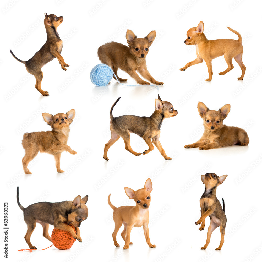 toy terrier collection isolated