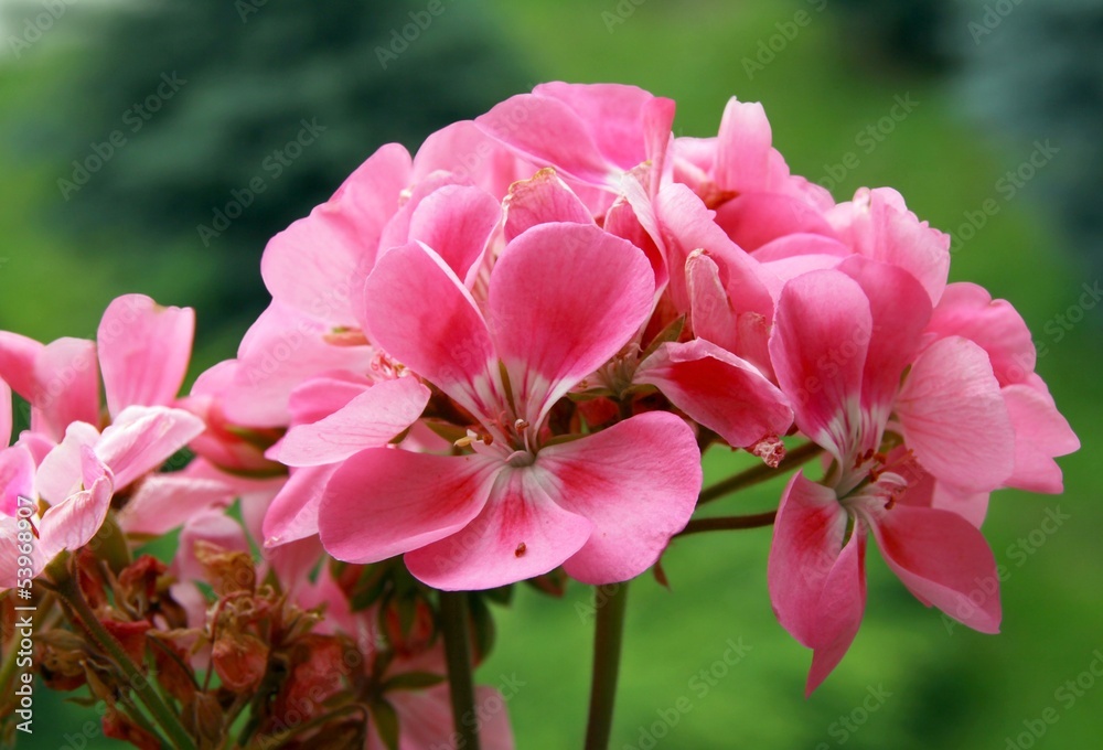 flowers of pink geranium pot-plant