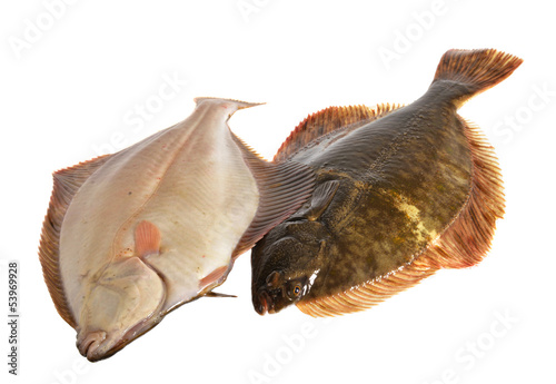 Obraz na plátně Fresh flounder, Live and freshly caught  Flounder
