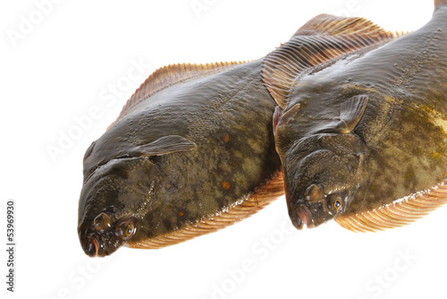 Fresh flounder, Live and freshly caught  Flounder photo