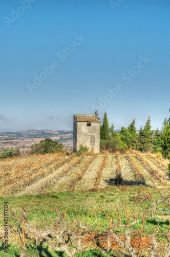 paysage provençal - buisson