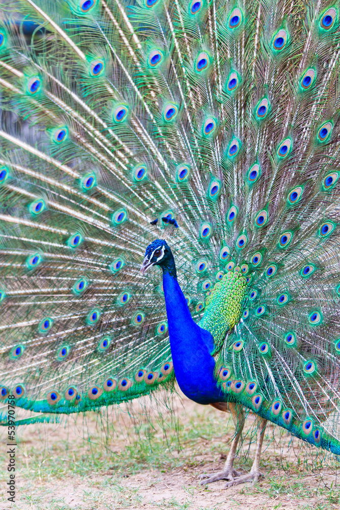 Obraz premium Close-up portrait of beautiful peacock
