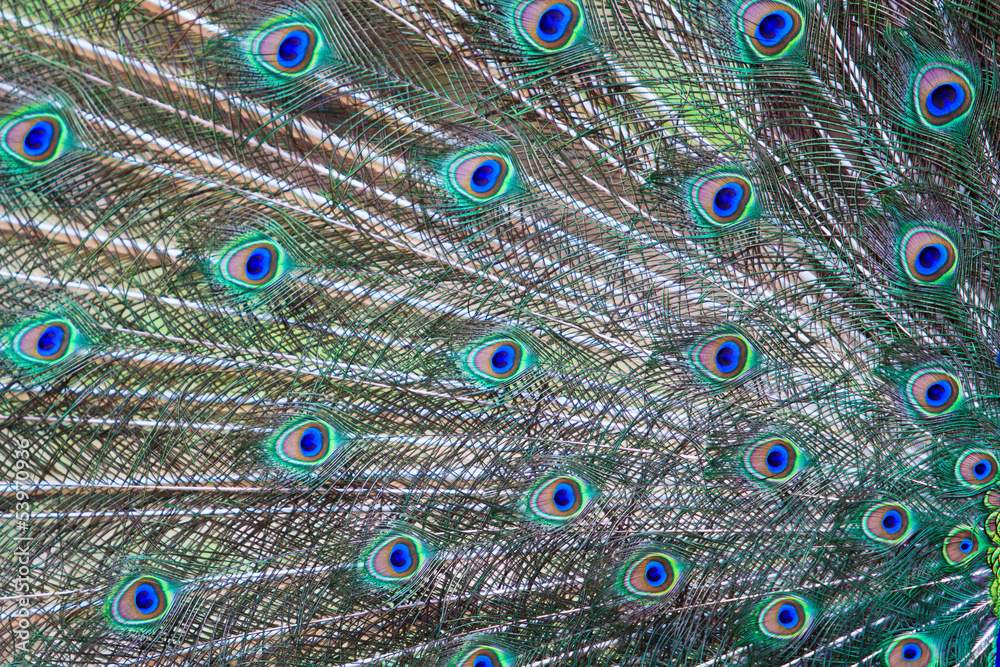 Obraz premium Peacock feather as background