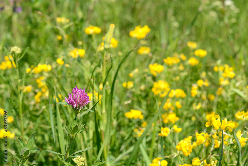 Red flower clover blooming in the field