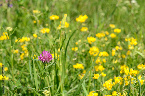 Red flower clover blooming in the field