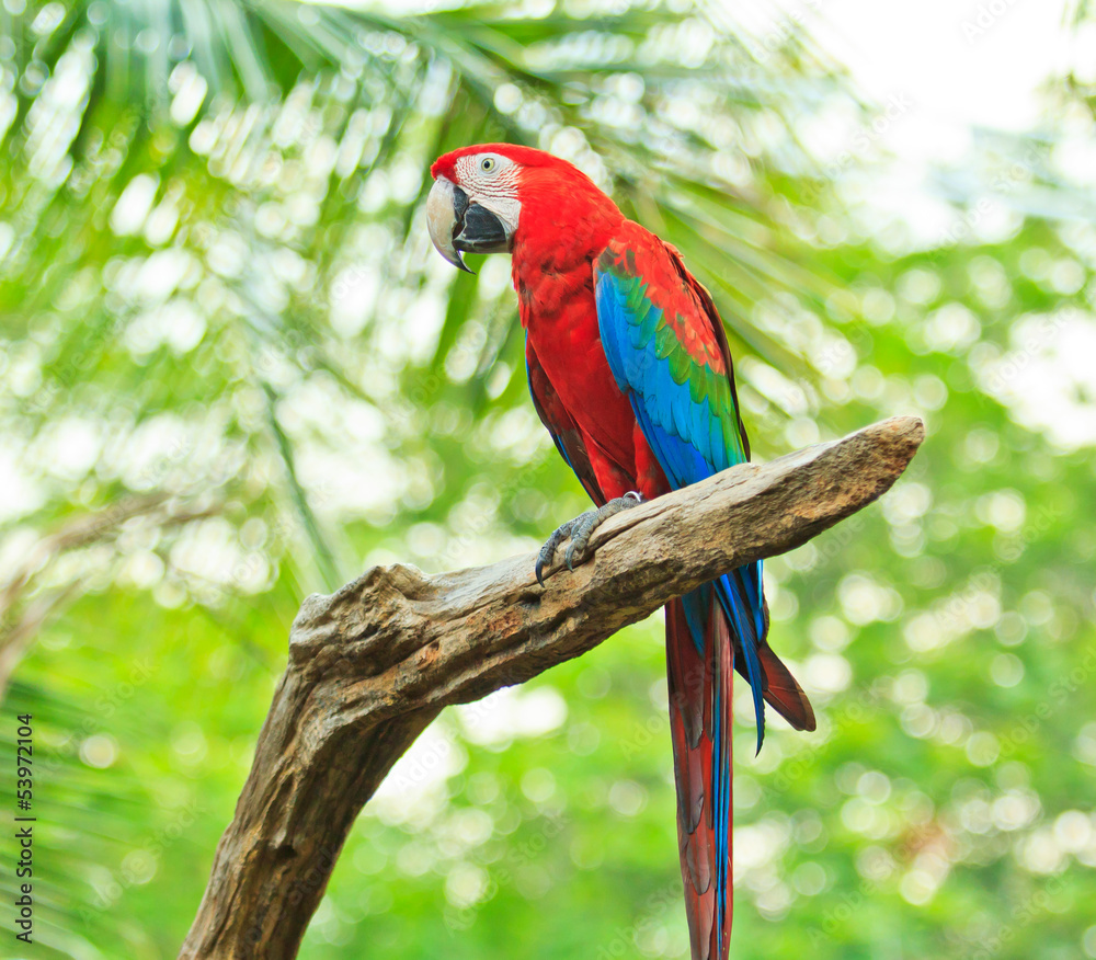 Fototapeta premium Macaw parrot