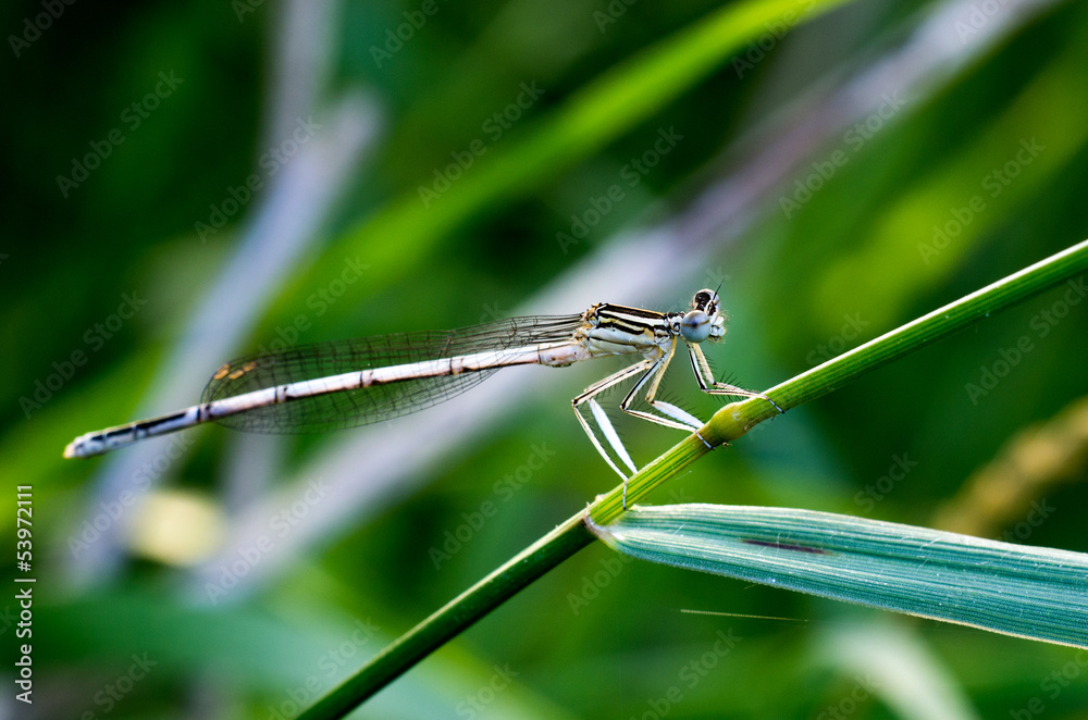 Libellula in primo piano su foglia Libellula in primo piano su foglia