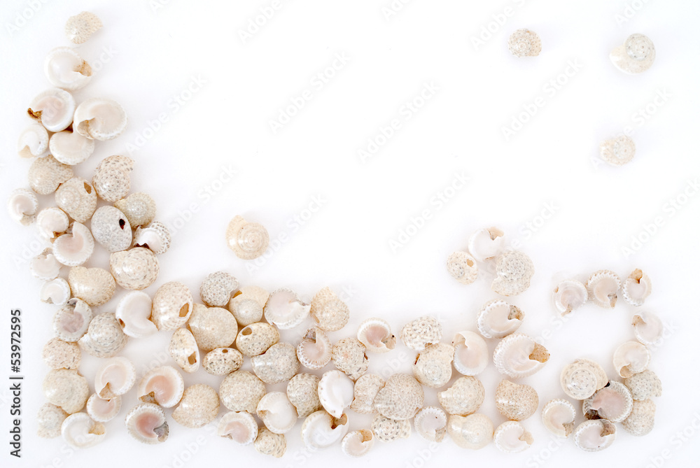 Little shells on white background - copy space for text