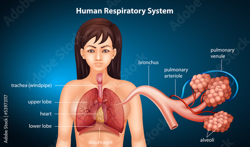 Human Respiratory System