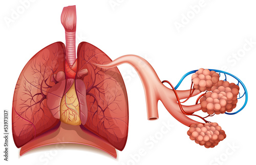 Respiratory System photo