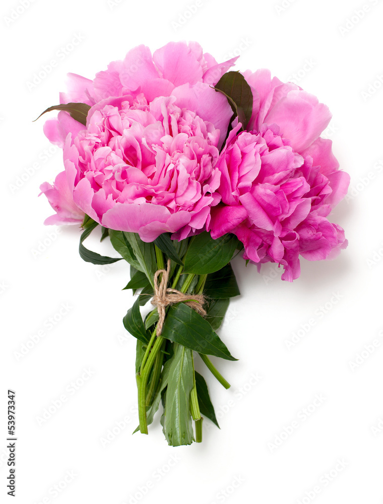 bunch of pink peonies isolated on white background