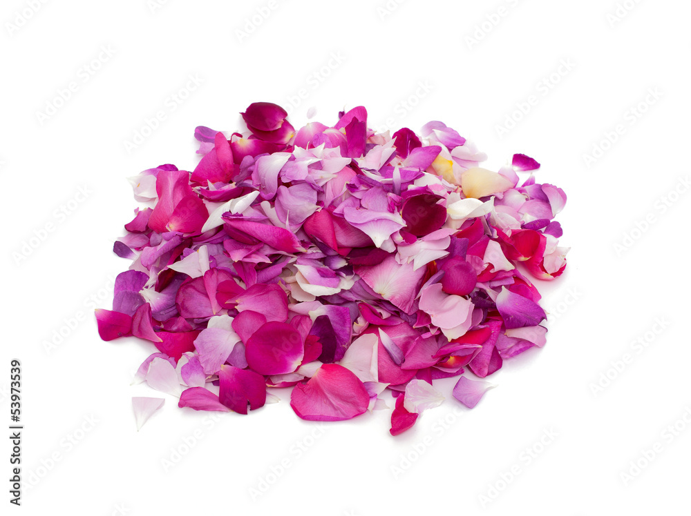 Fototapeta premium rose petals of different colors isolated on white