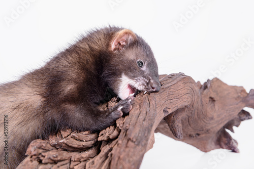small rodent ferret
