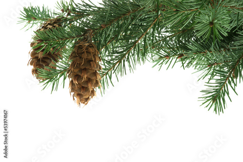 Pine twigs and pine cone for christmas