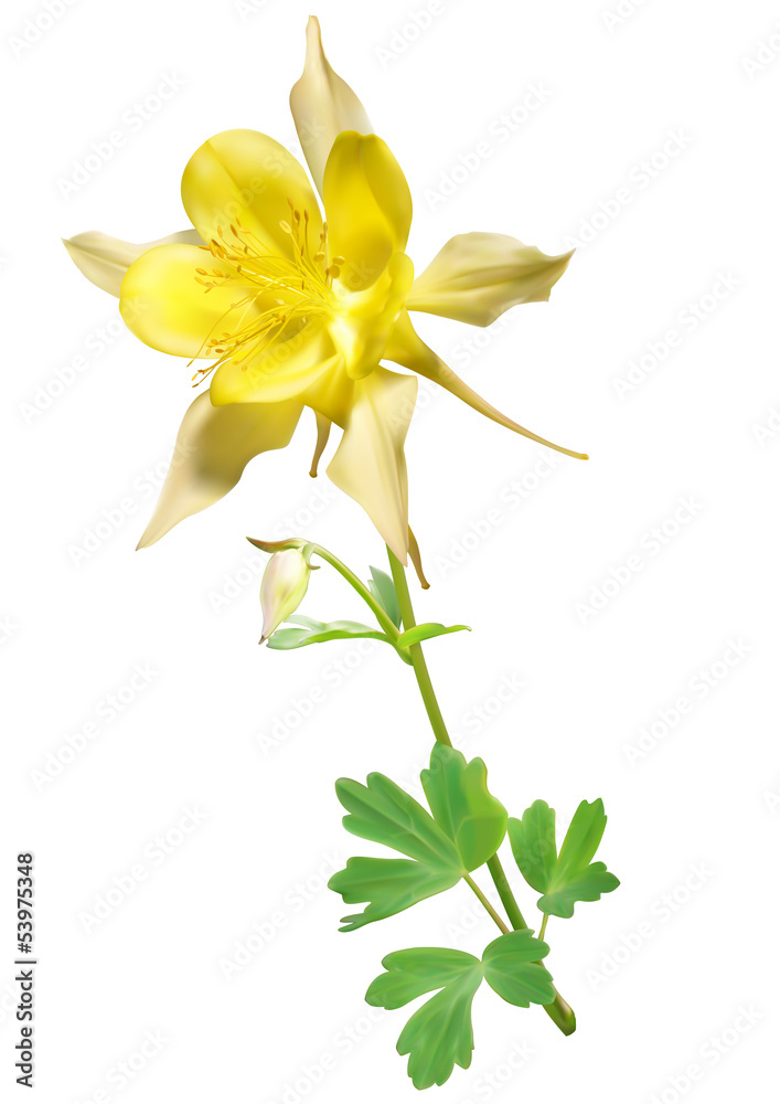 Foto Yellow columbine flower