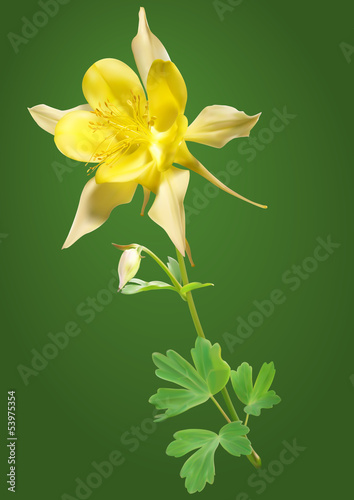 Fototapeta Naklejka Na Ścianę i Meble -  Yellow columbine flower vector