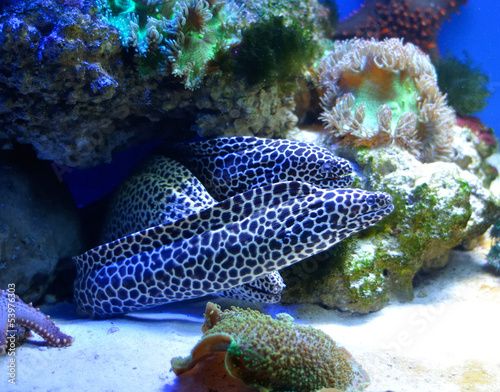 family of  spotted morays photo