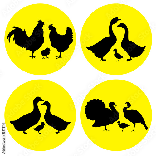 family farm poultry