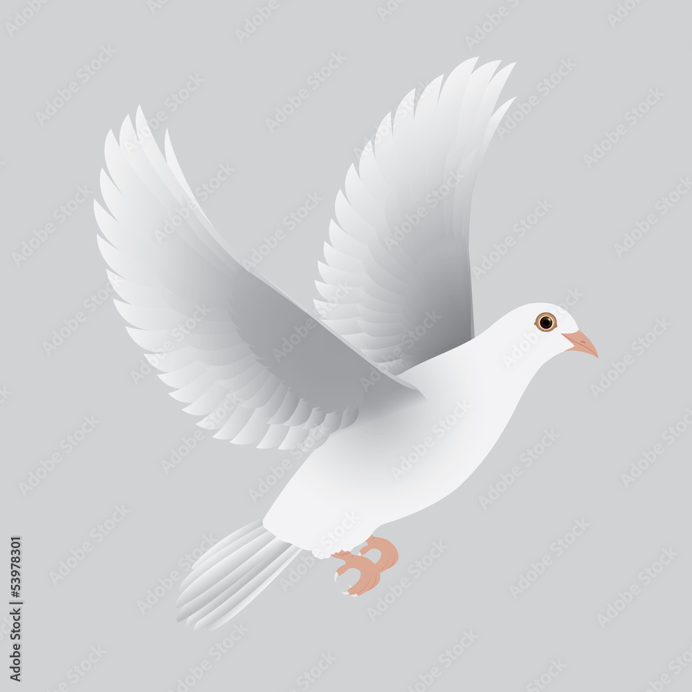 white dove isolated gray vector white dove isolated gray vector